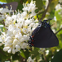 Great Purple Hairstreak