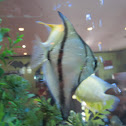 Angel Fish