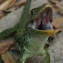 Ocellated lizard