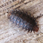 Fanniidae Larva (Fly)