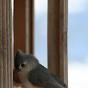 Tufted Titmouse
