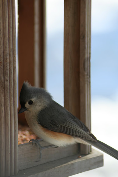Spotting Image 1