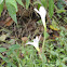 Rain lily