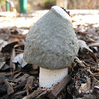 Ravenel's stinkhorn