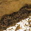 Gophersnake