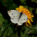 Klein koolwitje (Pieris rapae)