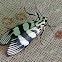 Moth
