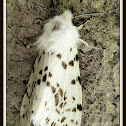 Fall Webworm Moth
