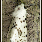 Fall Webworm Moth