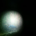 Purple Heron - Purpurreiher