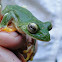 Malabar Flying Frog