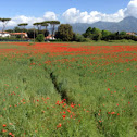 Red poppy, papaveri rossi