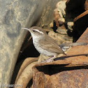 Bewick's Wren