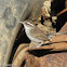 Bewick's Wren