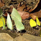 Mottled Emigrant & Three-Spot Grass Yellow