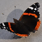 The Red Admiral