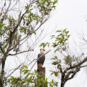 Caracara