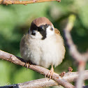 Tree Sparrow