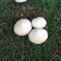 Common earthball