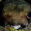 Long-spine porcupine puffers