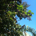 Giant crepe myrtle