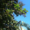 Giant crepe myrtle