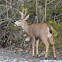 Buck black-tailed deer
