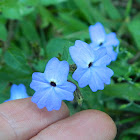 Jamaican Forget-Me-Not, Amethyst flower, or Bush Violet