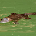 Platypus