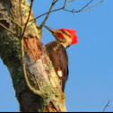 Pileated Woodpecker, male