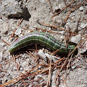 Southern Pine Spinx Larvae