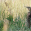 Western Meadowlark