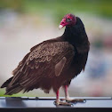 Turkey Vulture