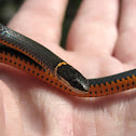 Southern ring neck snake