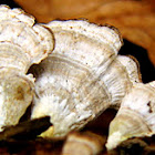 Turkey Tail Fungus