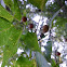 Southern Hackberry