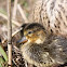 Duckling