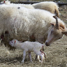 Icelandic ewe and her lamb