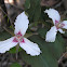 Trillium