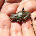 Green treefrog