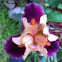 Bearded Iris