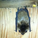 Little brown bat