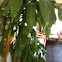 cornstalk dracaena