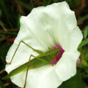 Katydid