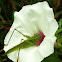 Katydid