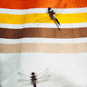 Chalk-fronted Corporal