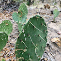 Prickly Pear Cactus