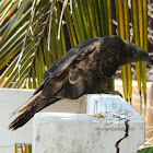Crested Honey Buzzard