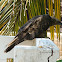 Crested Honey Buzzard
