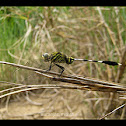 Green Marsh Hawk